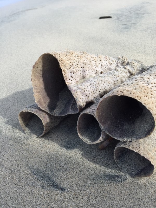 Large sea sponges washed up on shore.